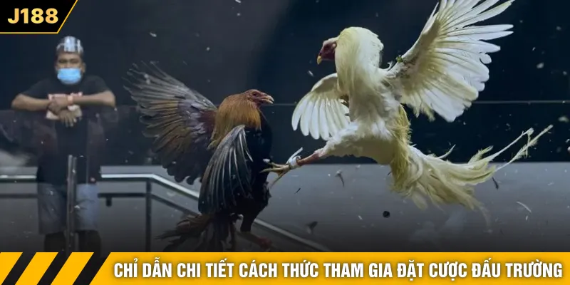 Chỉ dẫn chi tiết cách thức tham gia đặt cược đấu trường