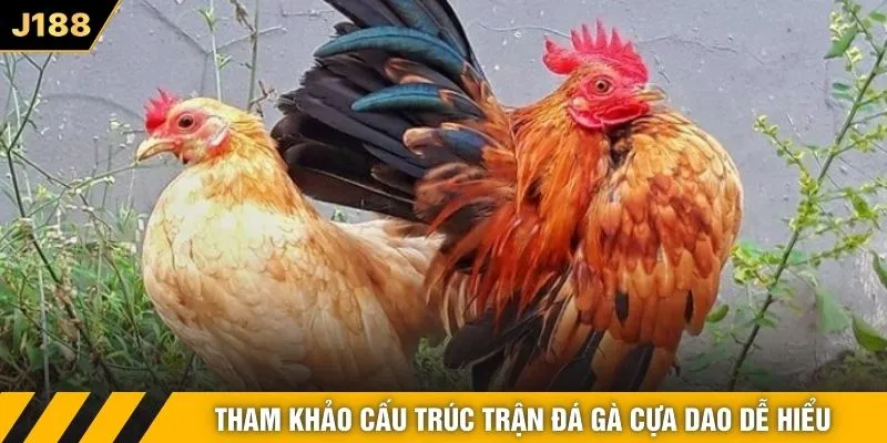 Tham khảo cấu trúc trận đá gà cựa dao dễ hiểu